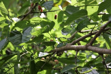 mulberry leaves in the sunlight
