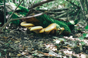 Mushrooms in the forest