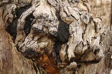 texture on tree bark