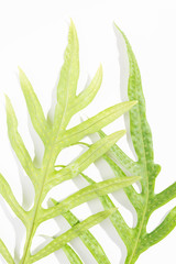 Wart fern leaf,Phymatosorus scolopendria fresh green leaves on white background,top view