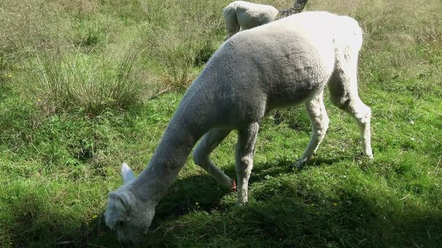ein wei&szlig;es Alpacas auf einer Wiese im Sommer