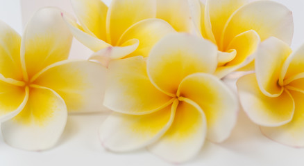 Beautiful yellow Plumeria,Frangipani flowers set in bowl  over white background,top view