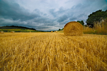 Getreide Weizen Biospäre Bliesgau Bio Anbau Landwirtschaft Natur natürlich 