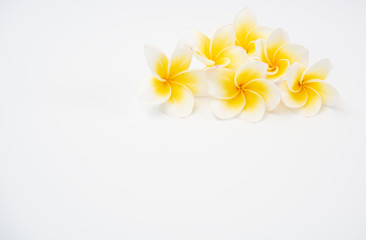 Beautiful yellow Plumeria,Frangipani flowers set in bowl  over white background,top view