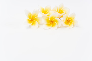 Beautiful yellow Plumeria,Frangipani flowers set in bowl  over white background,top view