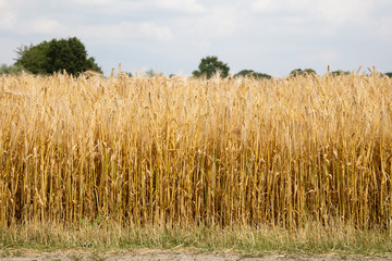 Roggen (Secale cereale), Roggenfeld, Feldrand, Nordrhein-Westfalen, Deutschland