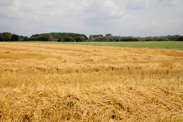 Abgeerntetes Kornfeld, Nordrhein-Westfalen, Deutschland