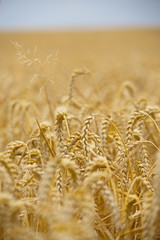 Getreide Weizen Biosph&auml;re Bliesgau Bio Anbau Landwirtschaft Natur nat&uuml;rlich Bauer b&auml;uerlich Bio f&uuml;r das Brot Bio f&uuml;r das Bier Jagd Feld J&auml;ger nachhaltig  Ackerbau Ernte Bauernhof Corn goldgelb 