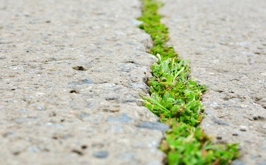 Green sprouts fight for life with civilization. Grass growth through the concrete road.