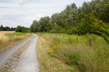 Fototapeta na wymiar Wildblumen am Wegrand, Nordrhein-Westfalen, Deutschland