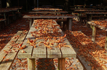Seasonal beer garden closed in autumn with the fallen leaves on the benches and wooden tables