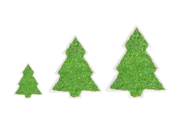 Christmas tree concept, spruce needles in porcelain plate, isolated