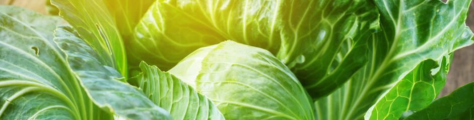 Fresh organic cabbage vegetable on wooden rustic