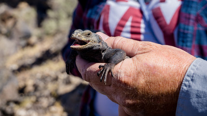 A Chuckwalla (Sauromalus ater) getting hold in the Mojave desert, USA