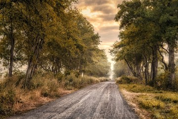 droga leśna we mgle © Henryk Niestrój