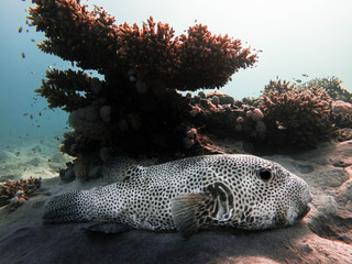 Huge puffer fish in Marsa Alam