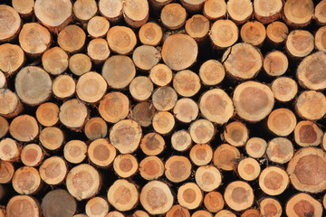 たくさん積まれた丸太
