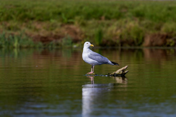 Seagull sitting on a sunken tree trunk in a river