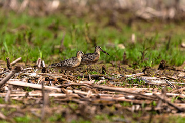 The short-billed dowitcher (Limnodromus griseus),shorebird in the marsh. Adult birds in summer