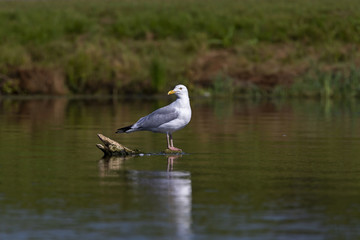 Seagull sitting on a sunken tree trunk in a river