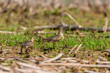 The short-billed dowitcher (Limnodromus griseus),shorebird in the marsh. Adult birds in summer