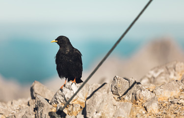 Watzmann Überschreitung, Alpen, Mond, Klettersteig, Fels