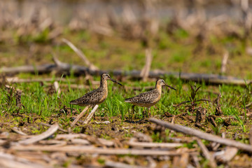 The short-billed dowitcher (Limnodromus griseus),shorebird in the marsh. Adult birds in summer