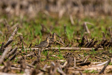 The short-billed dowitcher (Limnodromus griseus),shorebird in the marsh. Adult birds in summer