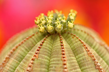 Euphorbia obesa.