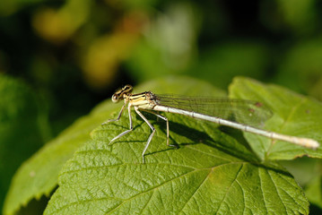 Dragonfly sitting on a green leaf closeup. Shallow depth of field
