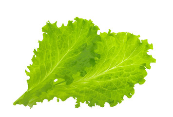 Green lettuce leaf isolated without shadow