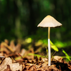 The toadstool Marasmius scorodonius closeup on a blurred background of foliage of trees