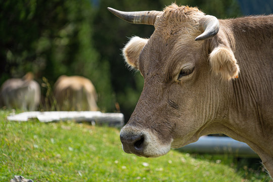 Brown cow face , selective focus on a mountain side.Vall de Nuria in Catalan Pyrenees, Spain.
