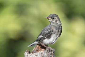 Wonderful portrait of White wagtail (Motacilla alba)