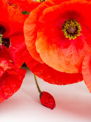 Beautiful red poppy flowers on white background