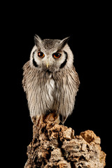 Stunning portrait of Southern White Faced Owl Ptilopsis Granti in studio setting on black background with dramatic lighting