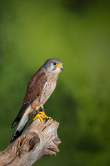 Stunning portrait of Kestrel Falco Tinnunculus in studio setting on mottled green nature background