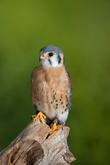 Stunning portrait of American Kestrel Falconidae in studio setting with mottled green nature background