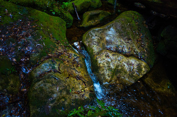 Brook between wet stones in Blue Mountains rainforest in Australia