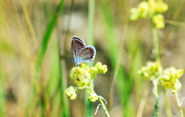 Kretania sephirus sits on a flower, a butterfly sits in the grass. Macro