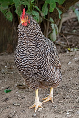 Hen on farm