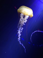 jellyfish in aquarium