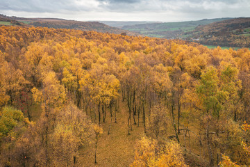 Amazing view over the top of Silver Birch forest with golden leaves in Autumn Fall landscape scene of Upper Padley gorge in Peak District in England