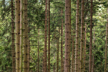 Bosque de Pinheiros - Zittau - Alemanha