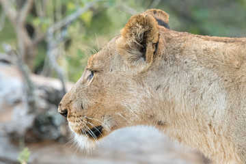Fototapeta na wymiar Head profile of an african lion