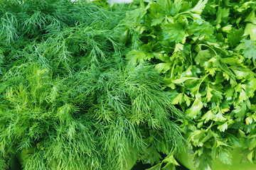 green dill and parsley - Summer Vitamins and Condiments