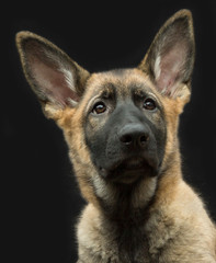 Portret Duitse herder puppy