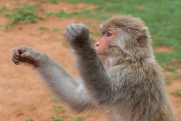 Unceremonious macaque peeps asks for food from a tourist. Insolent monkeys often take food or objects by force.