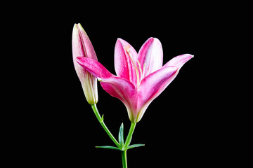 Obraz premium Red Lily isolated on black