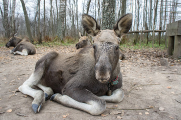Elk on the moose farm Sumarokovo, Kostroma region.